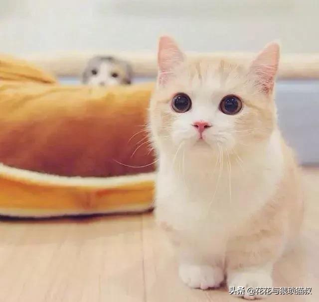 自制好吃猫粮,自制猫粮最简单方法