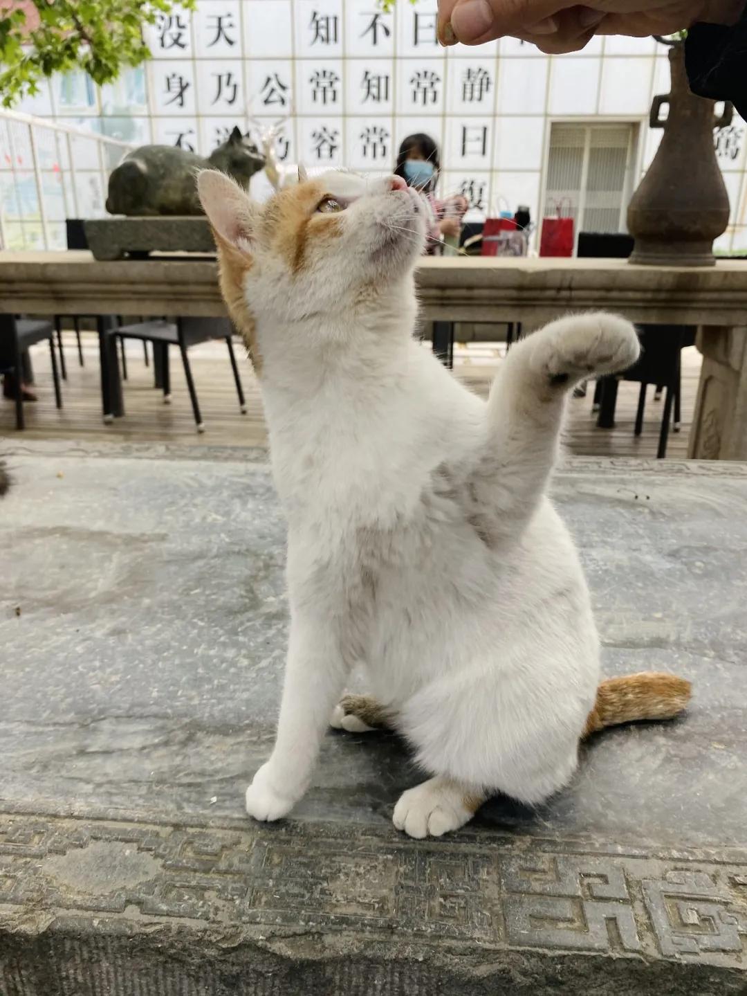 团宠猫咪的性格,小猫有多抗打