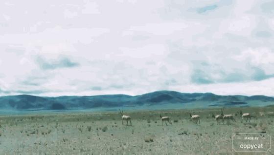 西藏阿里改则自驾游完整攻略,西藏自驾旅游八宿至波密