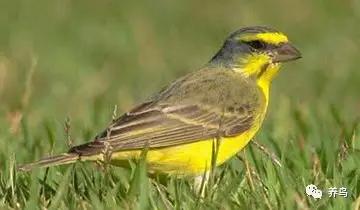 金青鸟的养法,金青鸟饲养繁殖前景