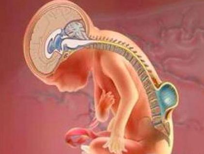 宝宝出生屁股长了个小肉尖,小宝宝臀部长了小尾巴是返祖吗