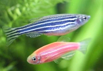 新手养鱼推荐好物品,新手养鱼推荐什么品种