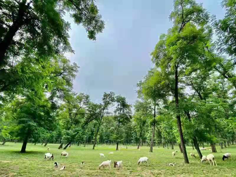 「国土文苑」黄河故道种树人