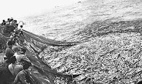 开捕啦3：黄鱼金灿灿，大黄鱼小黄鱼你爱哪一款？