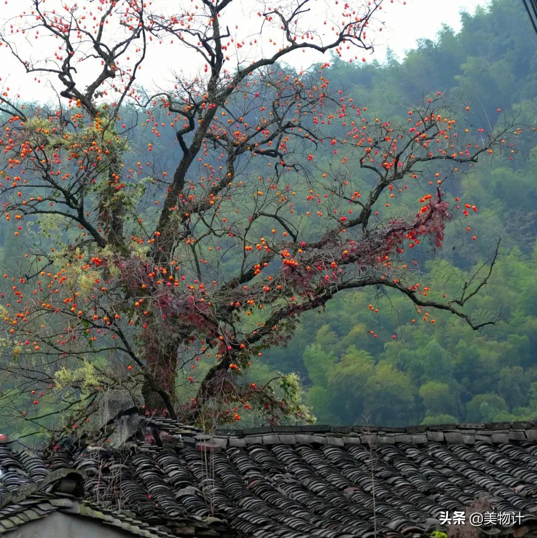 柿子红了人像摄影,柿子红了