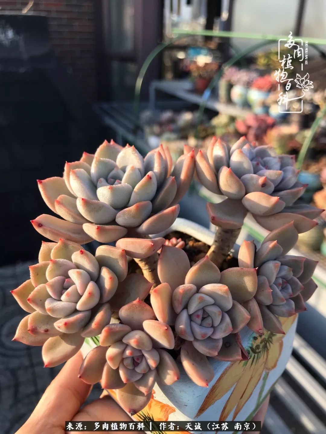 鍙拱瀵圭殑涓嶄拱璐电殑灏忔牱,鍙拱瀵圭殑涓嶄拱璐电殑鍥剧墖灞曠ず