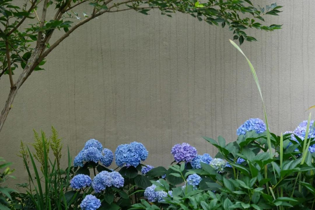 花期最长的院子，这家近海沙地的花园民宿，有故事有干货