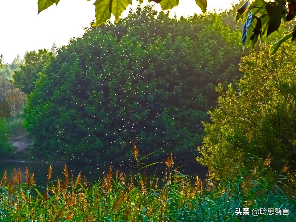 蚊子诗精选三十六首莫恨我心儿毒，只因你口儿馋