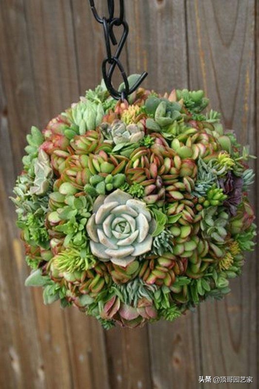 多肉植物盆栽的种植方法,多肉植物花园打造