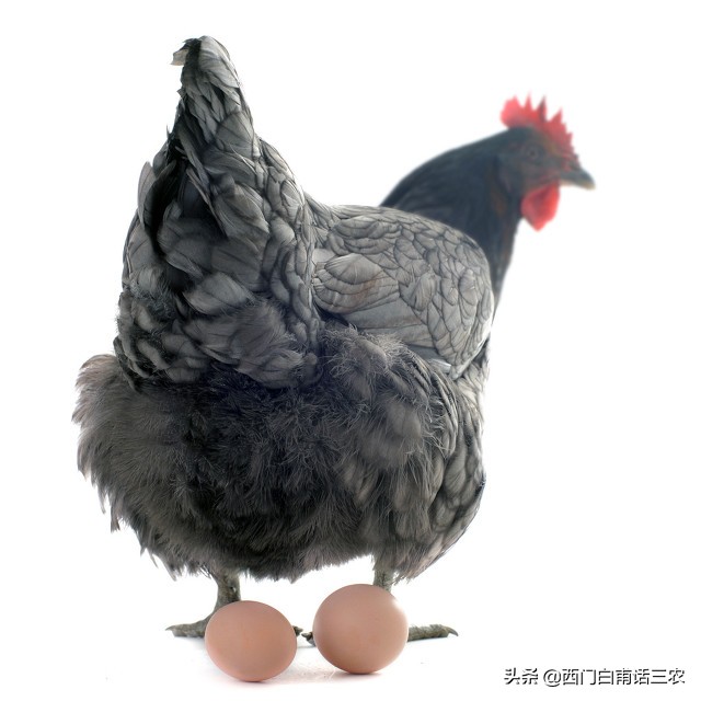 养母鸡有公鸡在里面生蛋有影响吗,为什么一群母鸡没有公鸡可以生蛋