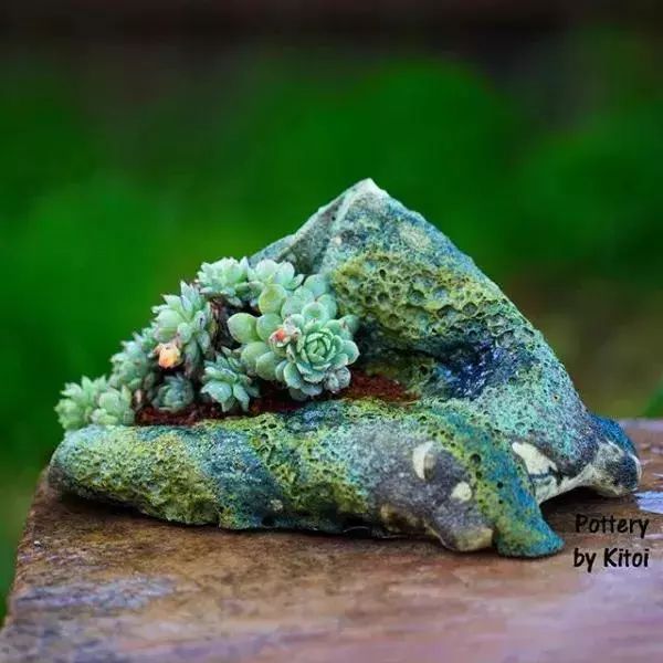 大叔养多肉20年，一片叶子上万块，盆盆都快成精了！