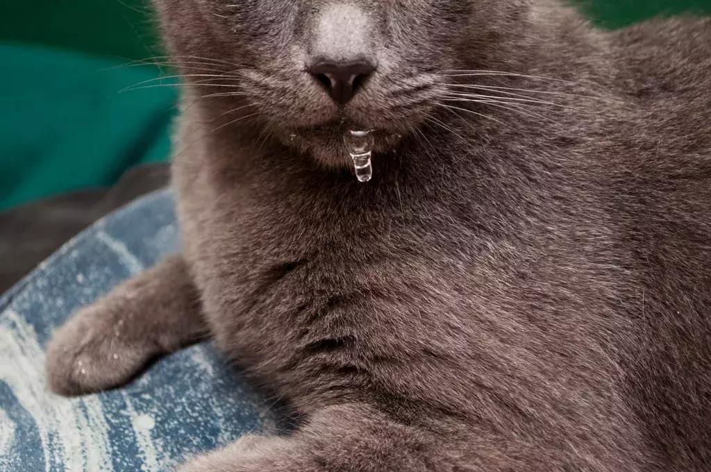 猫咪流口水怎么办呀,猫咪流口水很臭没精神