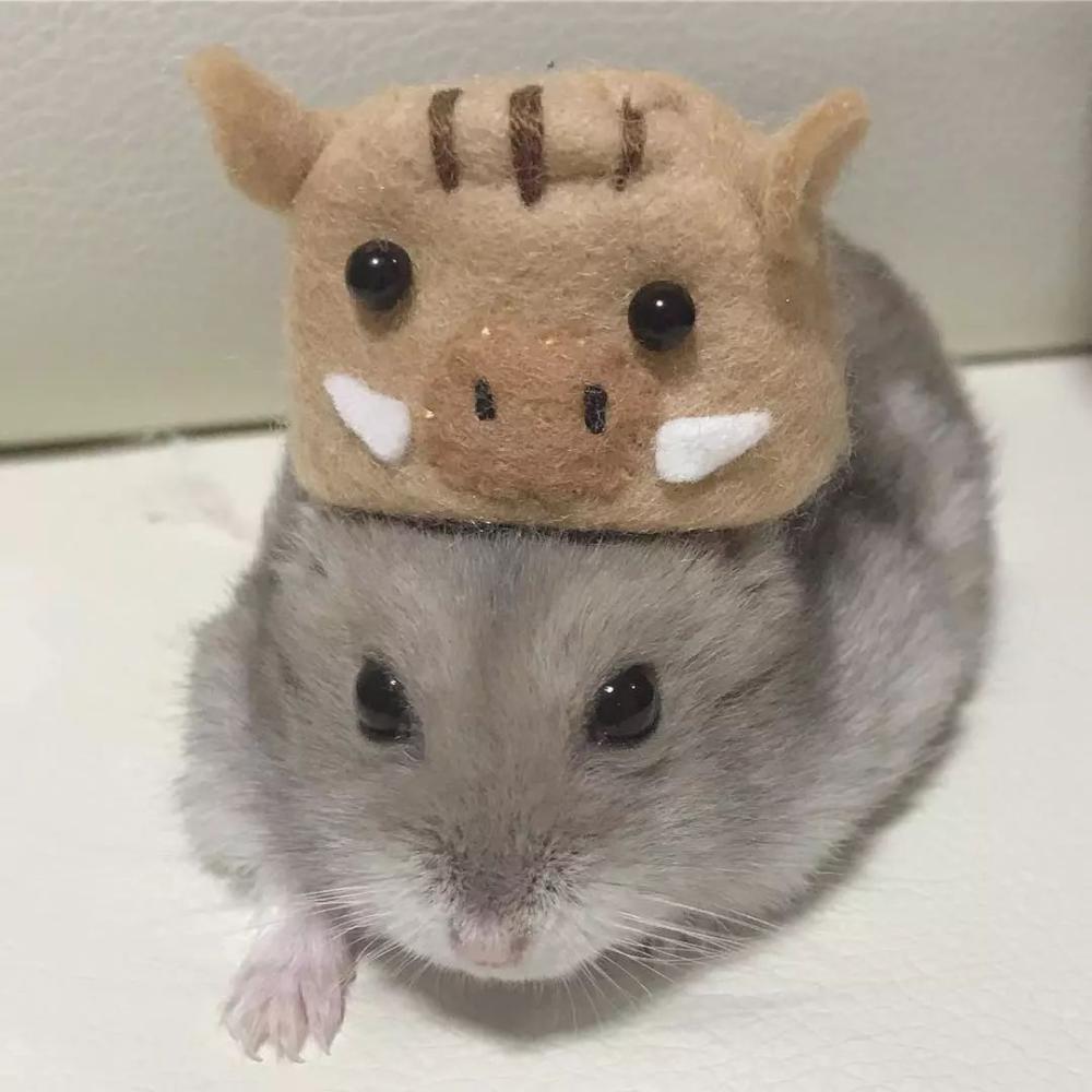 水洗仓鼠可以用沐浴露吗,水洗仓鼠