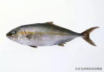 什么鱼dha含量高适合小孩子吃,给孩子吃dha含量高的鱼有哪些