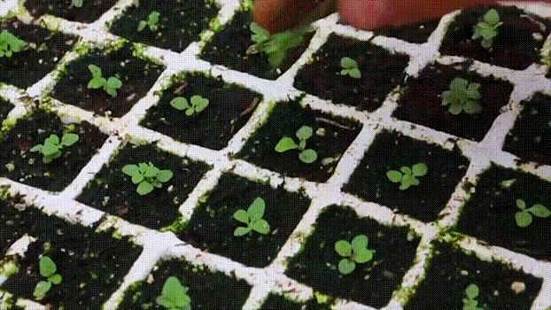 有钱人抽雪茄,世界上最贵雪茄的制造过程