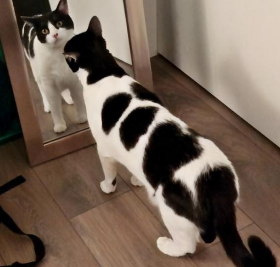 中华田园猫12个品种图小奶猫,中华田园猫12个品种图哪个最好养