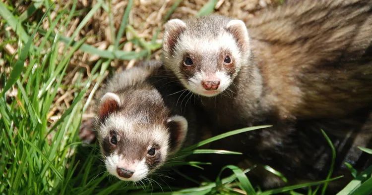 萌宠宠物雪貂视频,萌宠雪貂全集视频