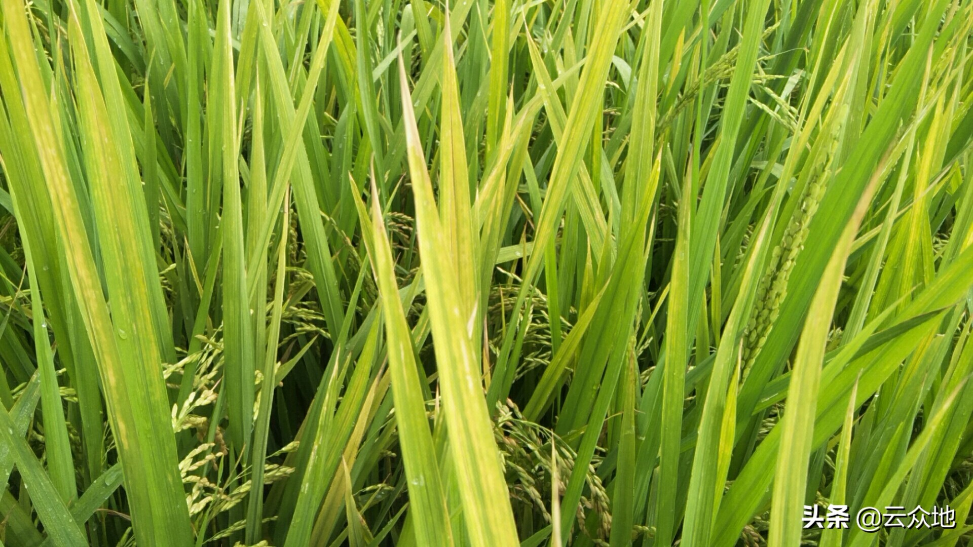 水稻早衰图片,水稻早衰的原因及解决方法