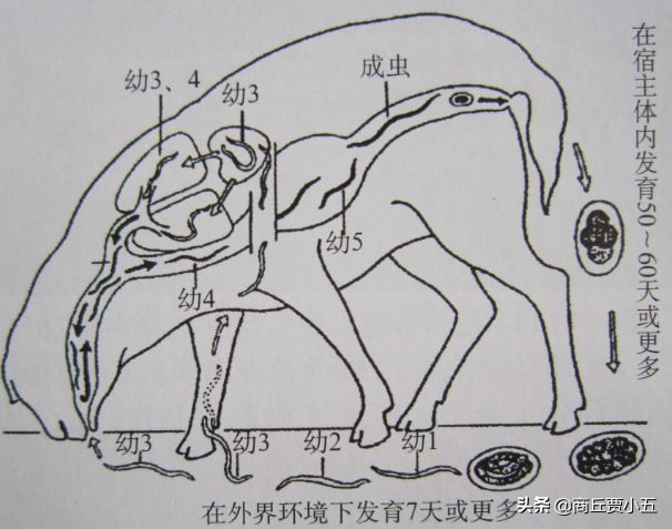 羊场生产管理中常见的羊寄生虫病，早预防早治疗简单又快捷