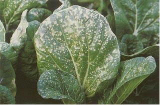 肥料过多烧苗怎么办,怎样有效避免肥料烧种烧苗问题