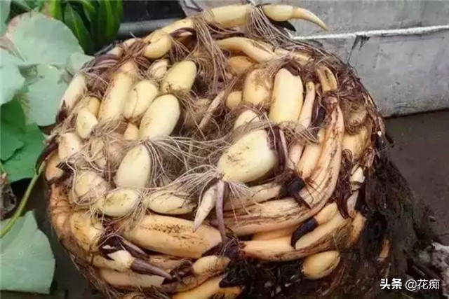 水缸种菜藕开花吗,在家自制不花钱的种菜大桶肥水