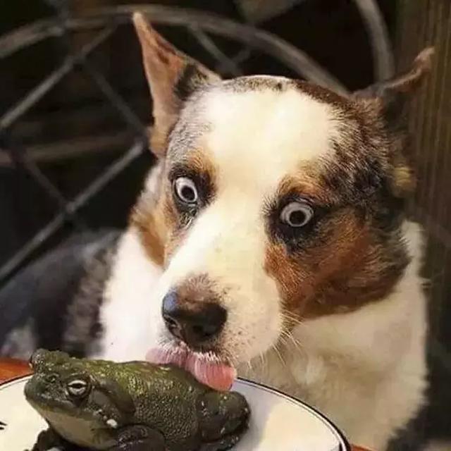 他喝下了患者的呕吐物，只为了证明黄热病的传染性