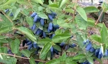 80后90后农村儿时零食野果,在海南儿时吃的野果还记得几种