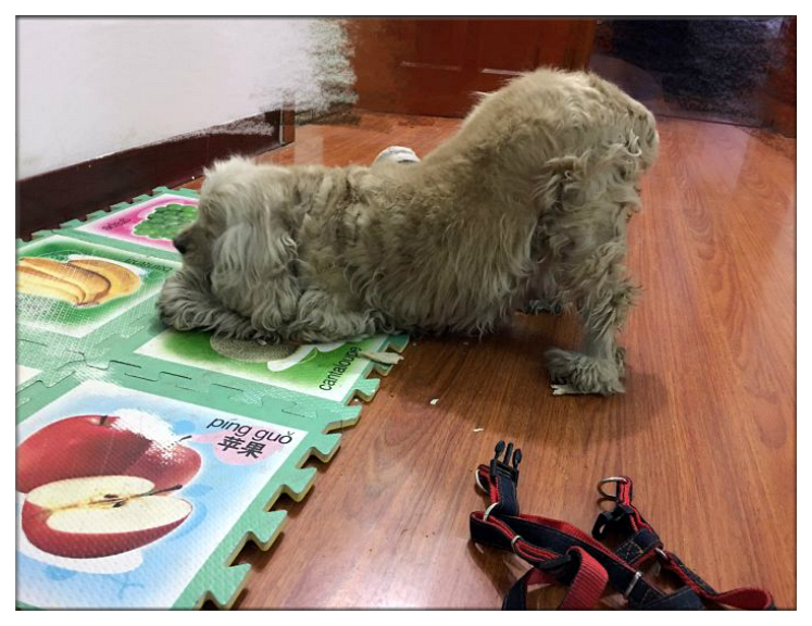 残疾狗狗多次被遗弃迎来10年大运,狗狗生病被遗弃却一步未离开