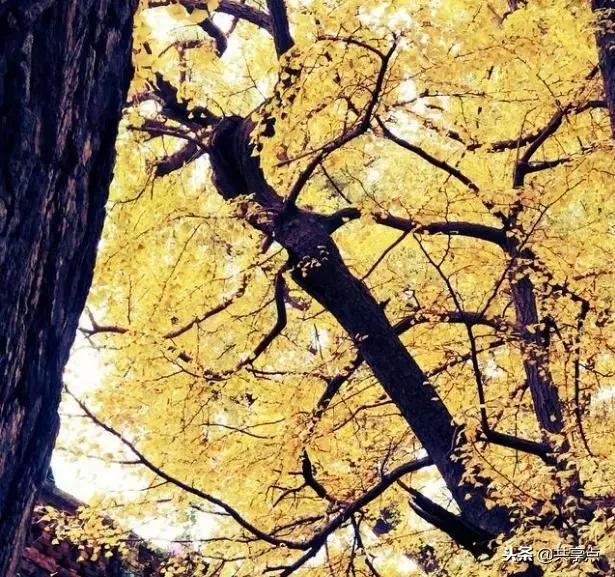 辉县白云寺国家森林公园好看吗,从获嘉县城到辉县白云寺怎么走