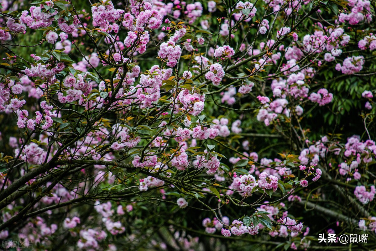 世说新语原文和译文,世说新语原文及翻译陈太丘与友期