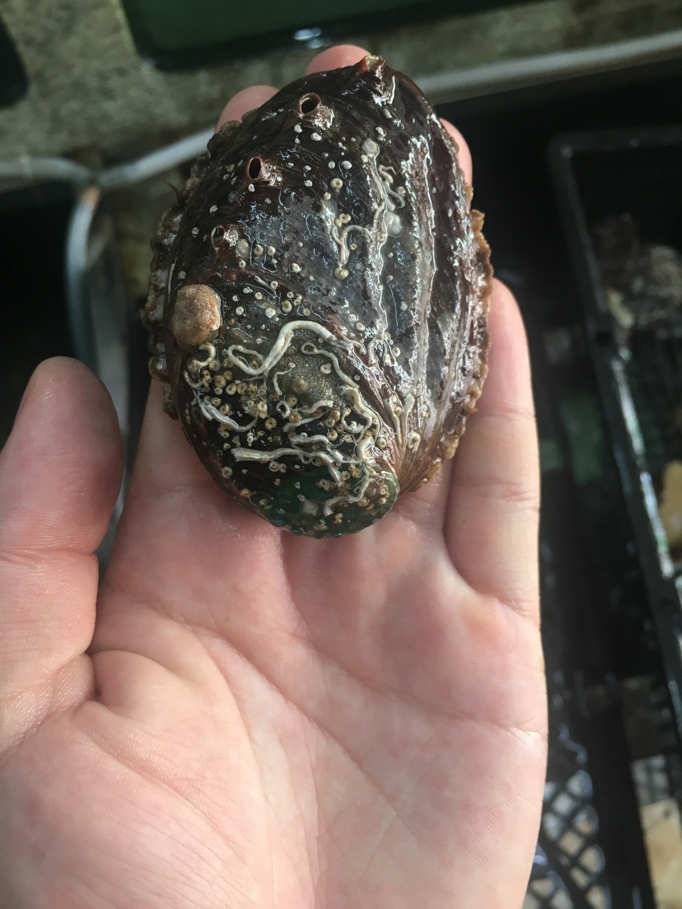 三亚旅游吃海鲜防宰攻略,三亚蜈支洲岛吃海鲜攻略