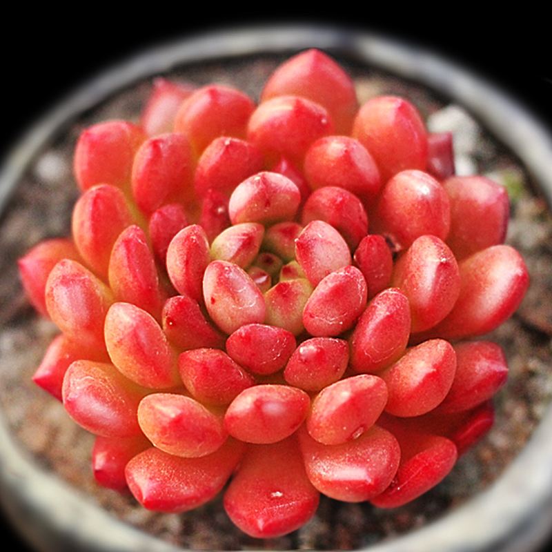 100种常见多肉植物图鉴收藏,1000种多肉植物图鉴及名字