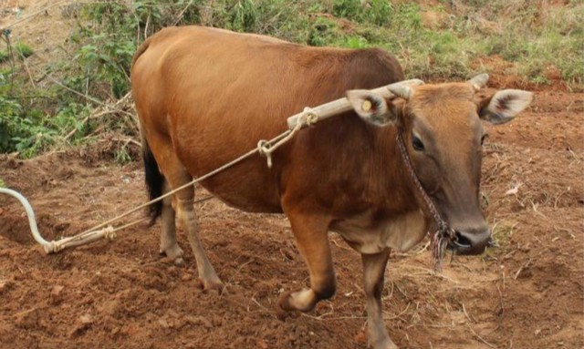 养牛养好胃是关键不花钱给牛健胃,养牛给牛吃什么长肉快成本又低