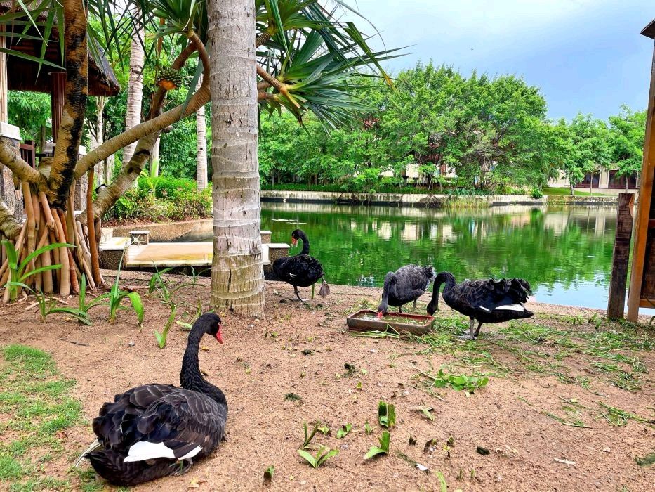 亚龙湾和希尔顿,三亚亚龙湾希尔顿攻略