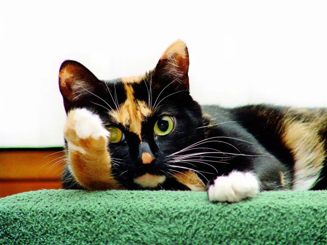 准妈妈的日常护理准则,准妈妈注意事项大全