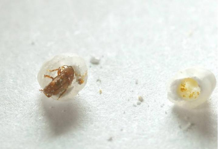 米饭放久了里的虫子是什么虫,米罐里有小虫子怎么办