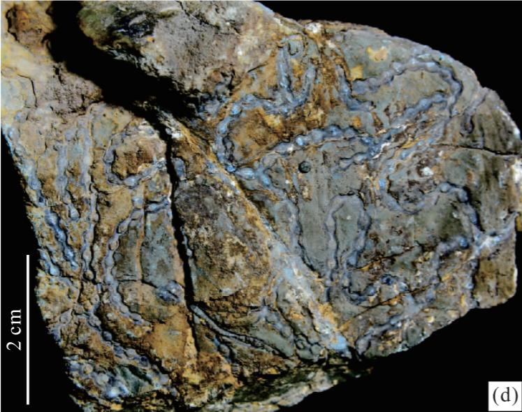 多条触手的海洋生物,50根触手的章鱼