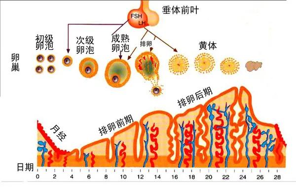 子宫内膜厚卵子容易着床吗,子宫内妊娠胚胎存活
