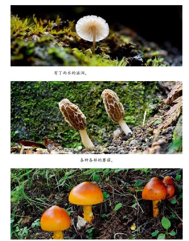 孩子一周的阅读计划,东方娃娃小班绘本阅读