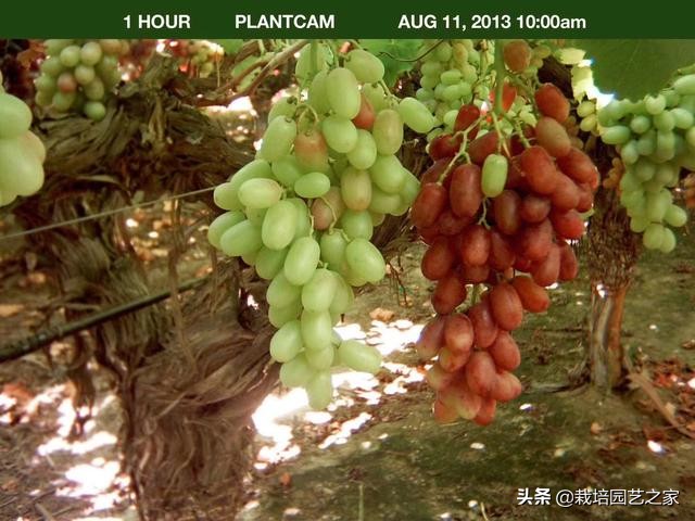 葡萄上色哪种最好,葡萄需要上色的有哪些品种