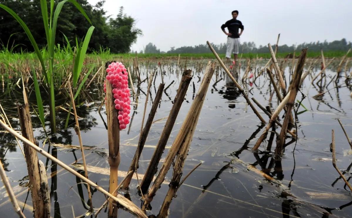 福寿螺的卵泛滥成灾视频,福寿螺产卵泛滥成灾