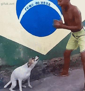 艺术狗视频,艺术狗造型