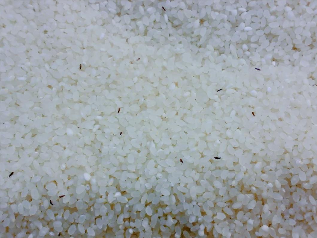 大米有黑色小虫子是什么虫子,大米里面有黑色小虫子哪里来