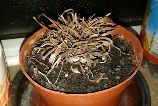 仙客来烂根怎么办,仙客来烂根处理方法