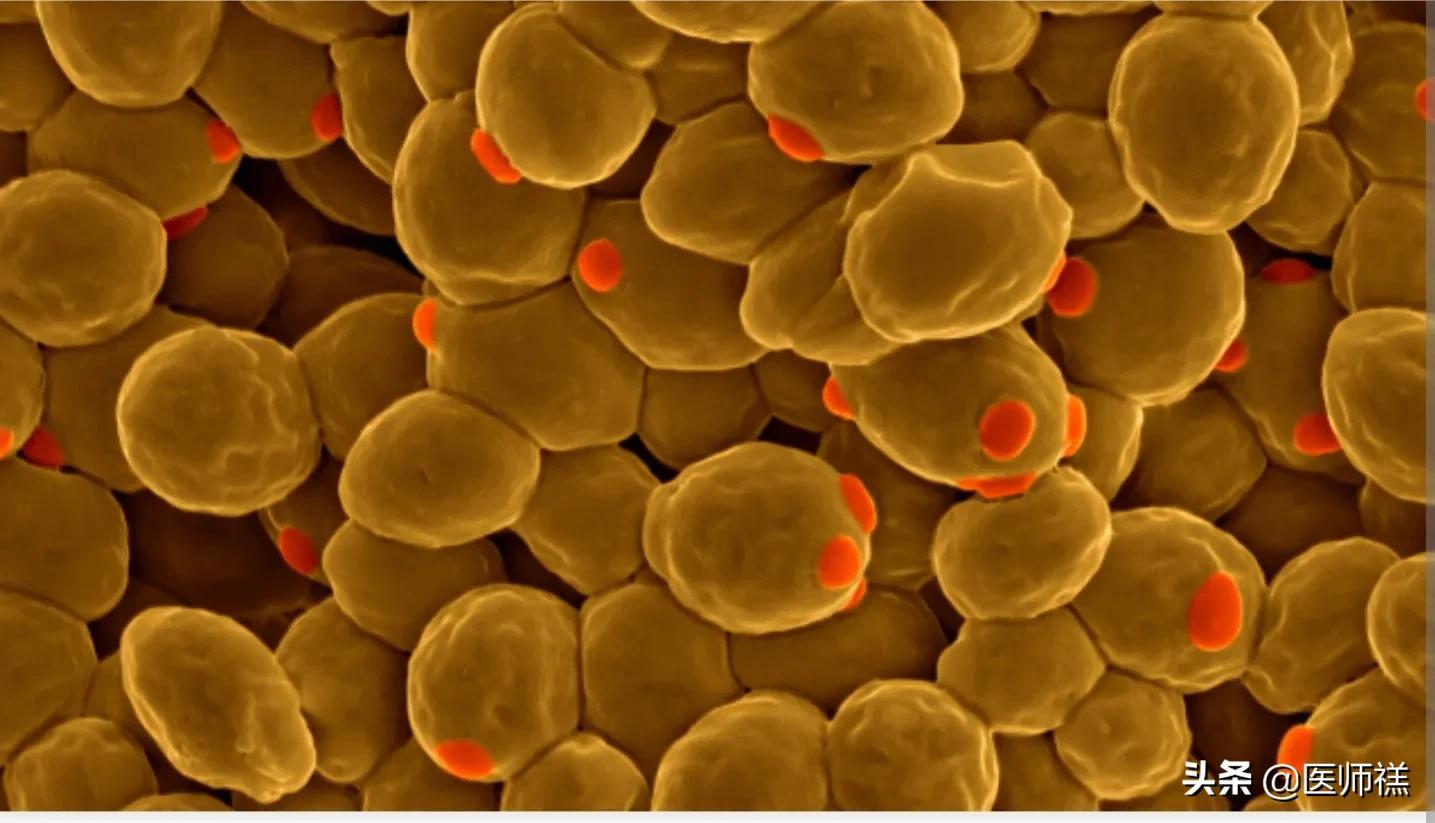 保健品相关科普解读,10种常见保健品全是坑