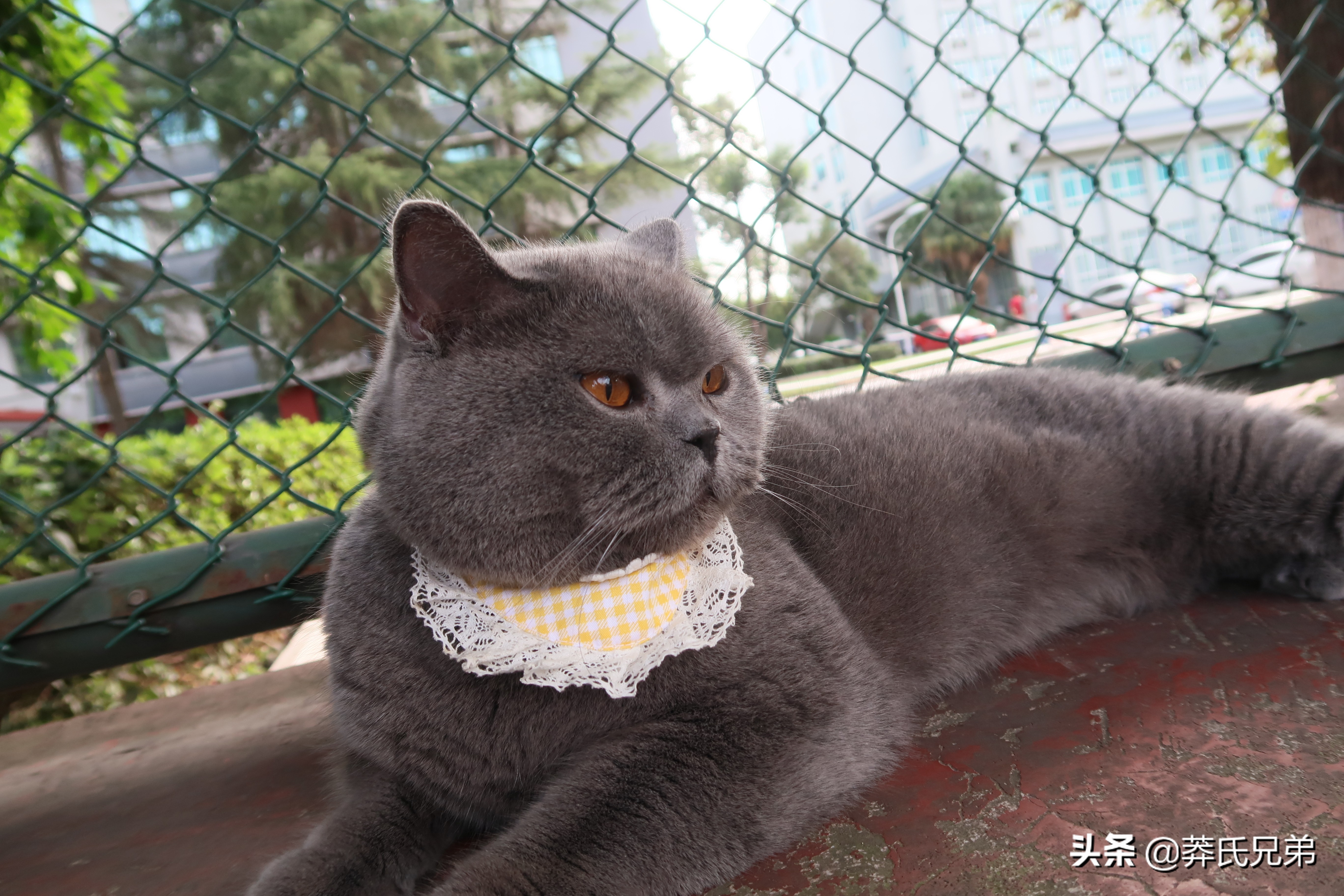 带猫去打篮球,带小猫咪去球场