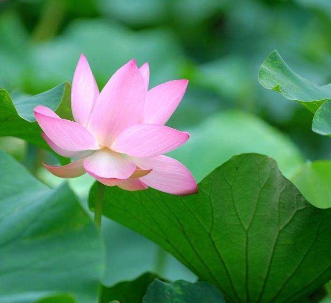 水芙蓉开花图片欣赏,芙蓉花四季开花的样子