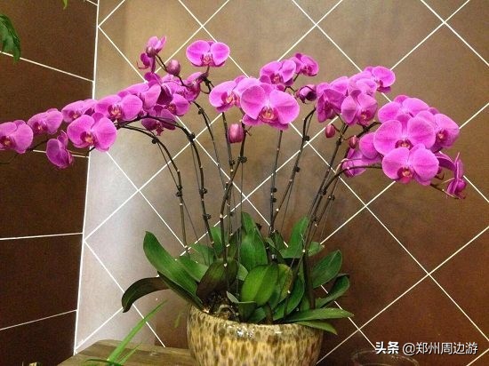 十种最旺客厅的花冬季,春节喜庆花卉有哪些