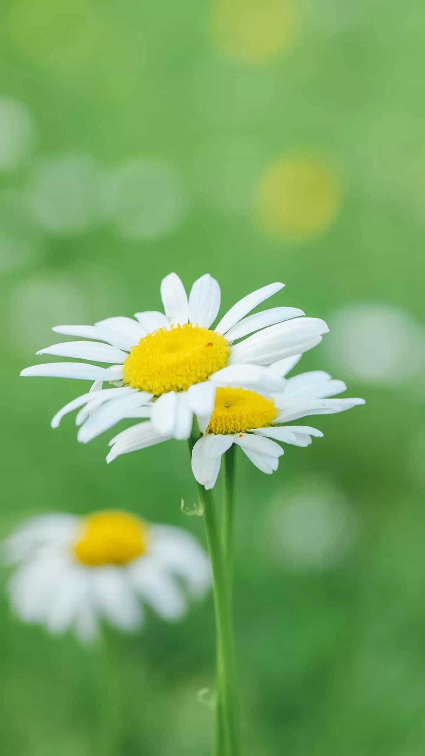 永远的怀念图,永远的怀念王爱华