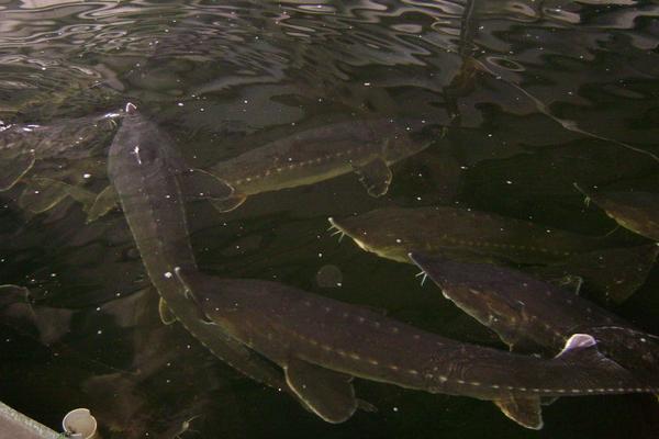养殖鲟鱼要什么条件,养殖鲟鱼的必要要点